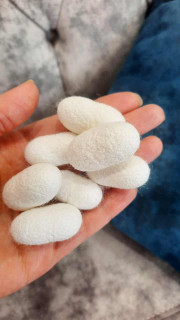 پیله کرم ابریشم ارگانیک و توپر ایرانی اسکراب طبیعی برای پوستی جوان و ابریشمی پک ۳۰ عددی